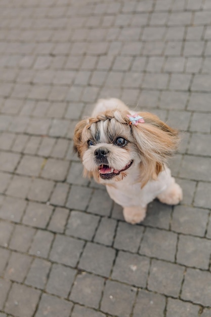 Lindo y divertido perro de raza shih tzu al aire libre. Cuidados del perro. Perro divertido en la ciudad