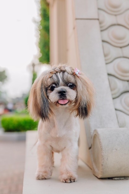 Foto lindo y divertido perro de raza shih tzu al aire libre. cuidados del perro. perro divertido en la ciudad