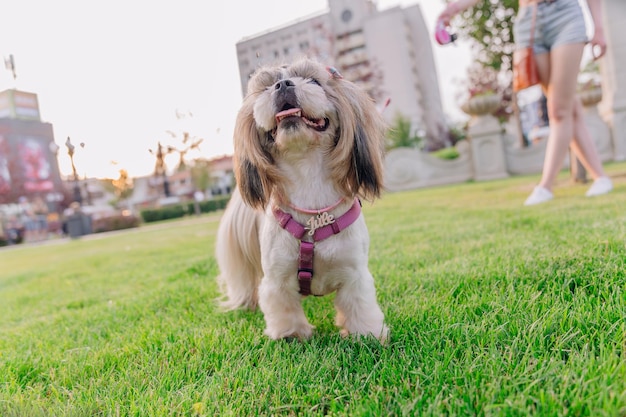 Lindo y divertido perro de raza shih tzu al aire libre. Cuidados del perro. Perro divertido en la ciudad