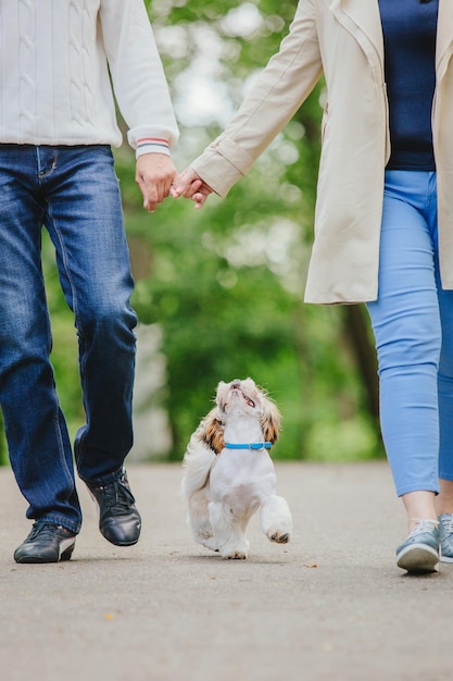 Lindo y divertido perro de raza shih tzu al aire libre. Cuidados del perro. Perro divertido en la ciudad