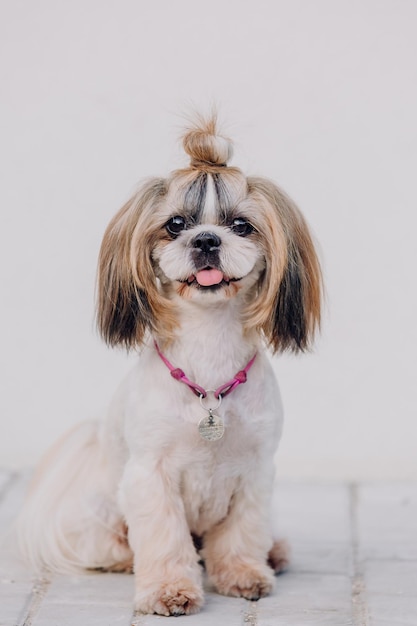 Lindo y divertido perro de raza shih tzu al aire libre Peluquería canina Perro divertido en la ciudad