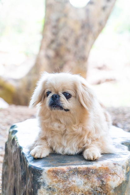 lindo Doog en piedra