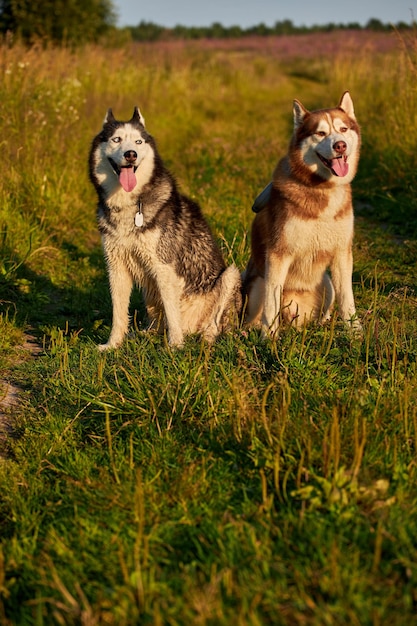 Lindo dos perros husky siberiano retrato vista frontal