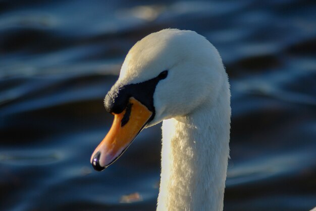 Lindo e elegante cisne na água