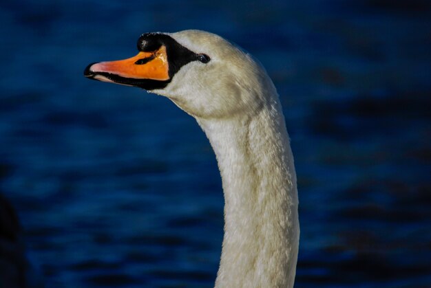 Lindo e elegante cisne na água