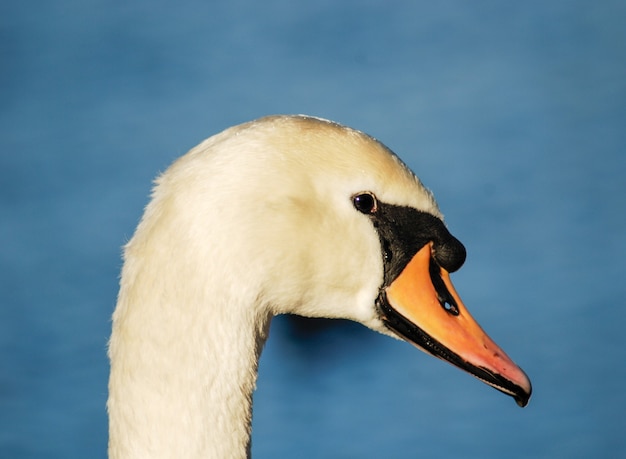 Lindo e elegante cisne na água