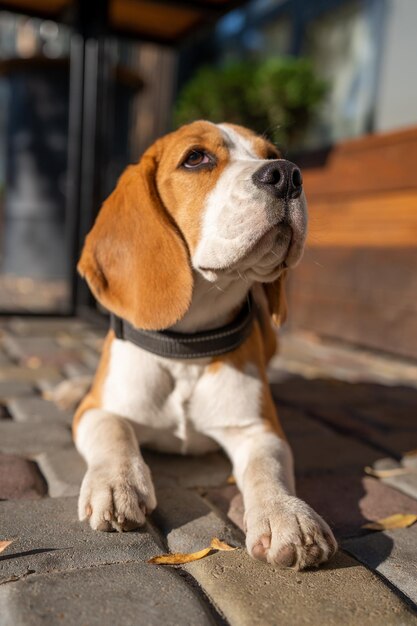 Foto lindo e engraçado cachorrinho beagle está na rua perto de um café no meio urbano, cachorro fofo