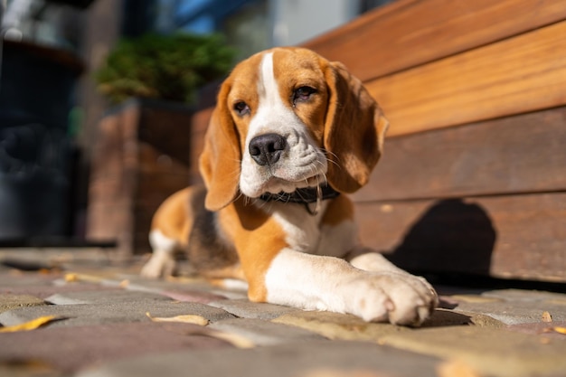 Foto lindo e engraçado cachorrinho beagle está na rua perto de um café no meio urbano, cachorro fofo