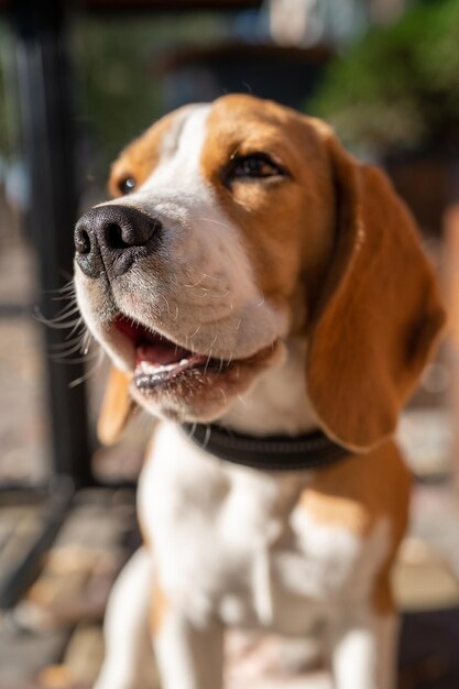 Foto lindo e engraçado cachorrinho beagle está na rua perto de um café no meio urbano, cachorro fofo