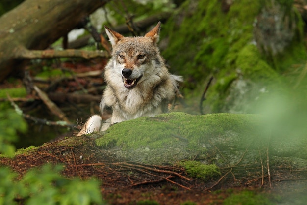 Lindo e esquivo lobo eurasiático no colorido verão