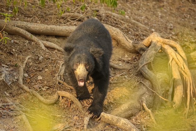 Lindo e muito raro urso-preguiça no habitat natural da índia