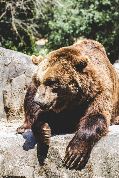 lindo e peludo urso pardo, mamífero