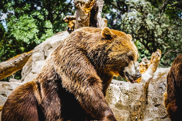 Lindo e peludo urso pardo, mamífero