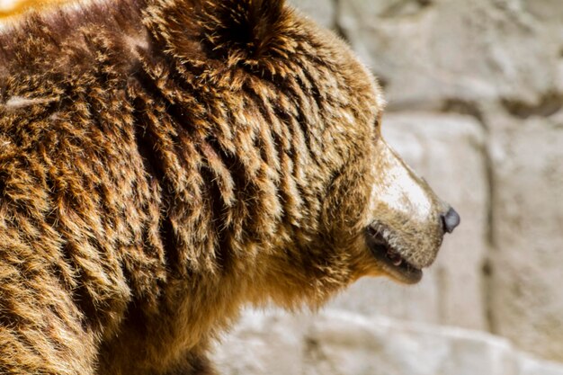 lindo e peludo urso pardo, mamífero