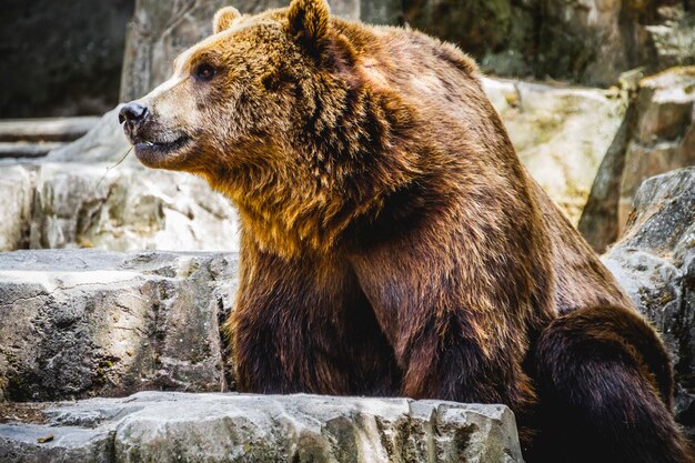 Lindo e peludo urso pardo, mamífero