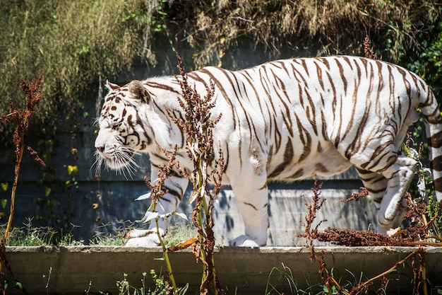 Lindo e poderoso tigre branco descansando ao sol