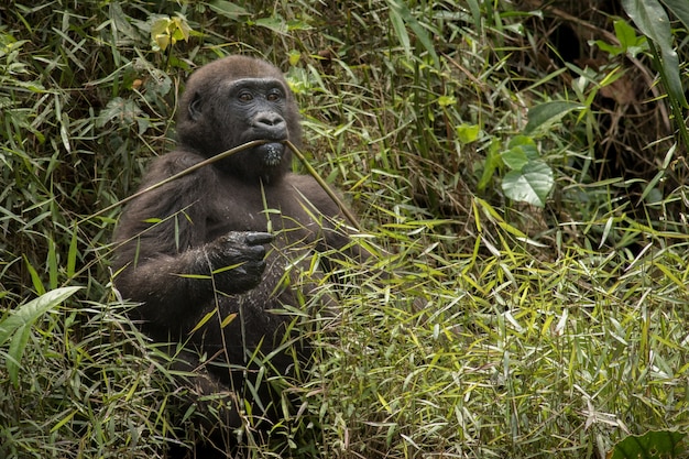 Lindo e selvagem gorila de planície no habitat natural da África