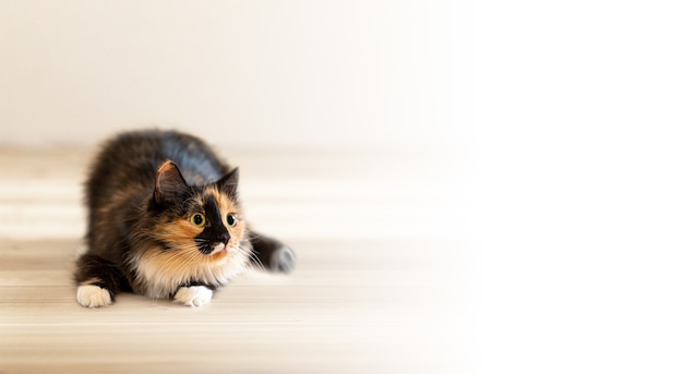 lindo y esponjoso gato joven juguetón de tres colores naranja-negro-y-blanco acostado en el piso de madera y enfocado con curiosidad mirando hacia otro lado. Copie el espacio para el texto. Mascotas domésticas favoritas.
