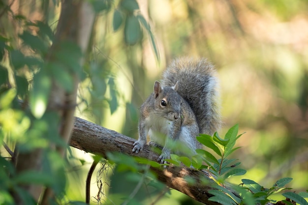 Lindo esquilo cinza selvagem em arbustos da flórida