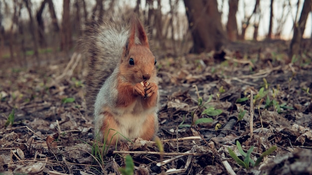 Lindo esquilo selvagem com cauda fofa comendo nozes na floresta