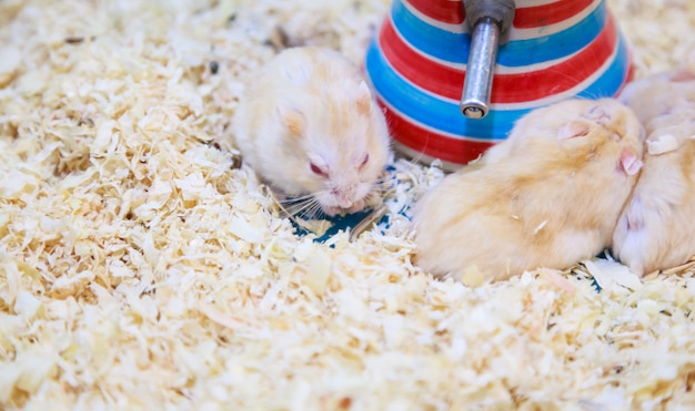 Lindo exótico de ojos rojos lila enana Campbell Hamster comiendo comida para mascotas