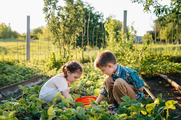 Lindo y feliz hermano y hermana en edad preescolar recolectan y comen fresas maduras en el jardín en un día soleado de verano. Infancia feliz. Cultivo sano y respetuoso con el medio ambiente.