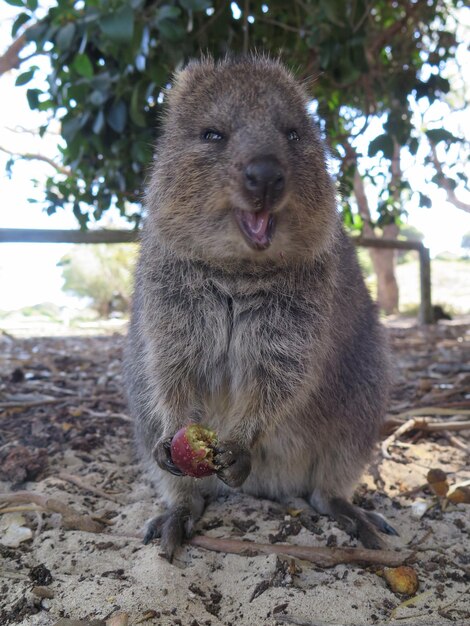 El lindo y feliz quokka.