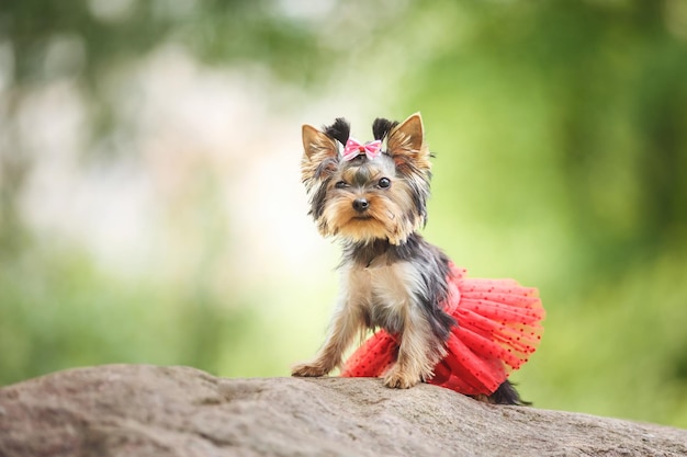 Lindo filhote de cachorro pequeno Yorkshire Terrier fêmea com saia vermelha sobre fundo verde desfocado