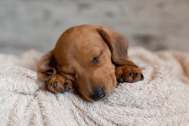 Lindo filhote de dachshund dormindo Lindo cachorrinho deitado na colcha