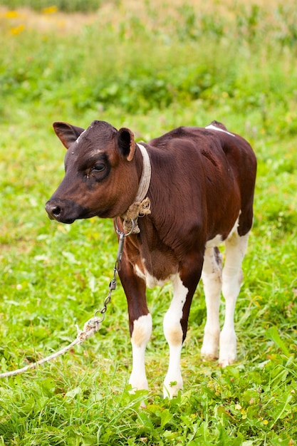 Foto lindo filhote de holstein recém-nascido deitado na grama do prado