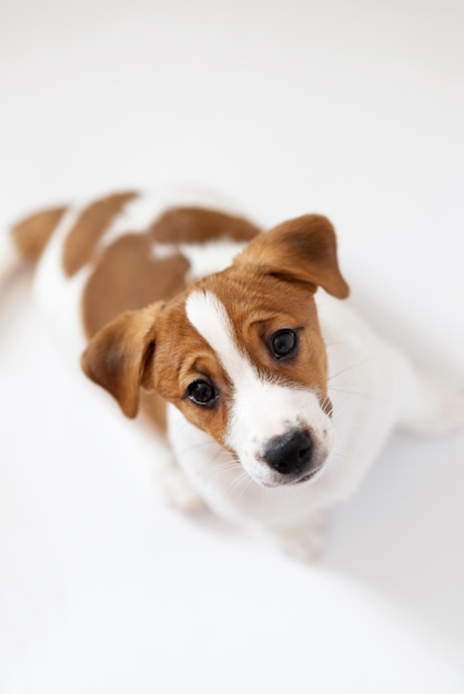 Lindo filhote de jack russell terrier isolado no fundo branco