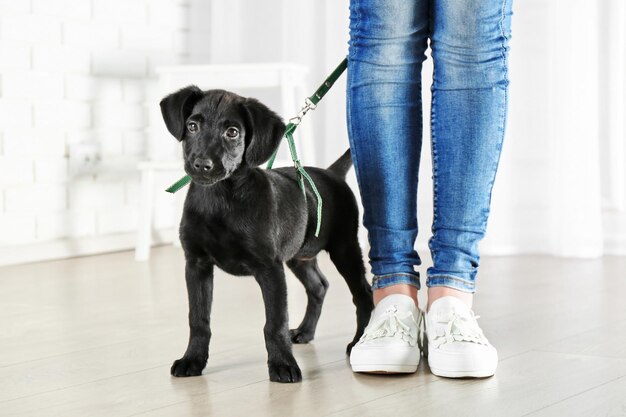 Lindo filhote de labrador com dono
