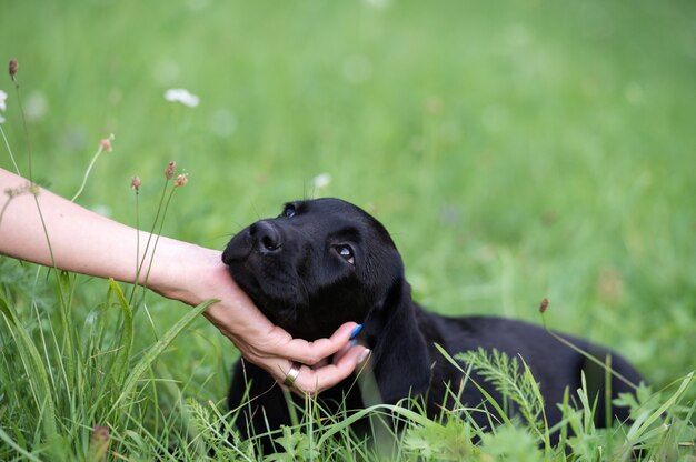 Lindo filhote de labrador preto inclinando a cabeça na mão do proprietário enquanto estava deitado no prado verde.