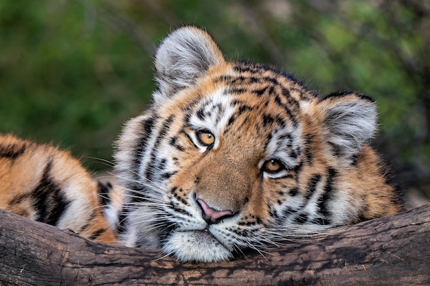 Lindo filhote de tigre siberiano Panthera tigris altaica