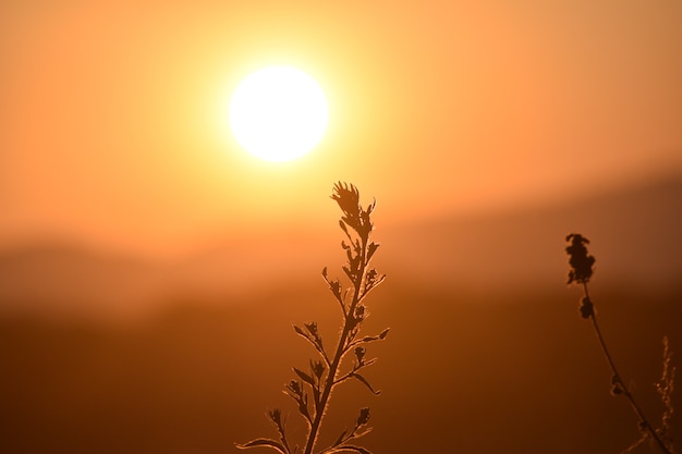 Lindo final de tarde no campo.