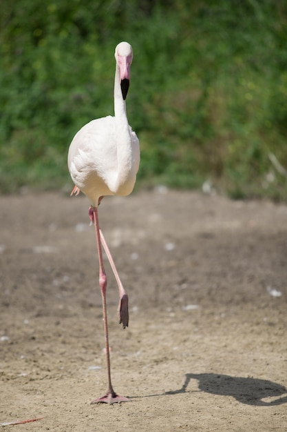 Lindo flamingo rosa posando.