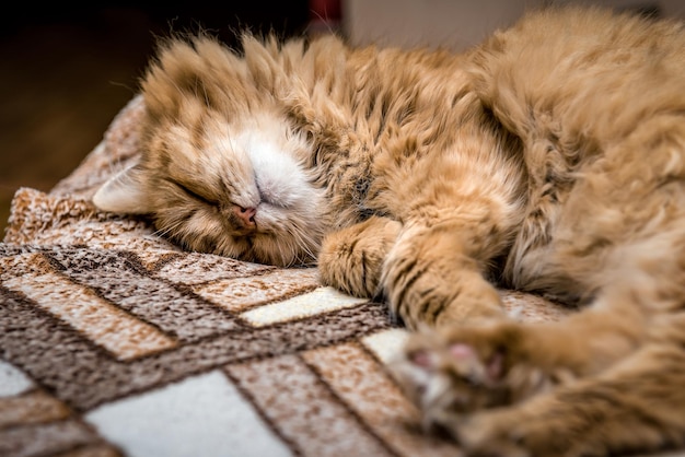 Lindo fofo gato ruivo dormindo