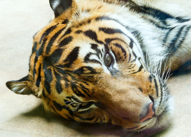 Foto lindo forte listrado descansando tigre closeup.