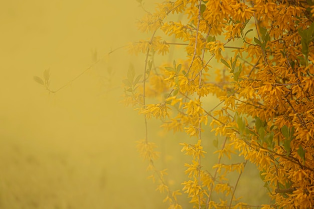 lindo fundo amarelo composto por flores