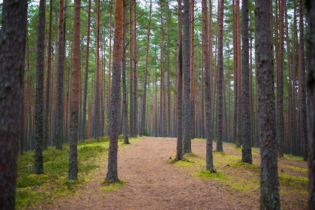 Lindo fundo de floresta de pinheiros