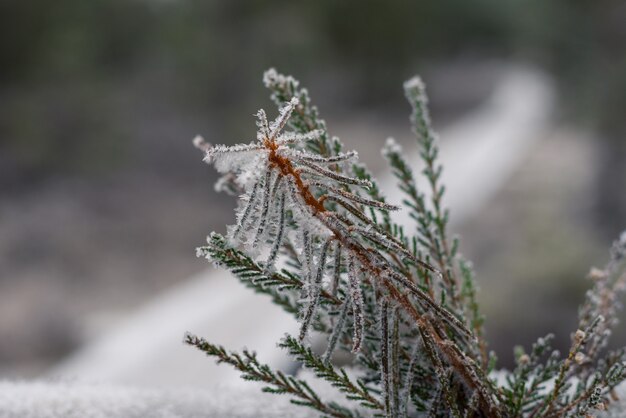 Lindo fundo de inverno, geada em um pântano