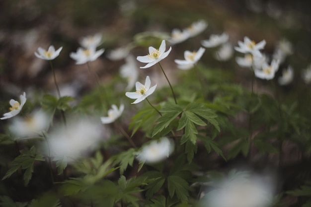 Lindo fundo de primavera com flores de anêmonas brancas na primavera bosques primavera