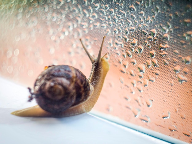 Foto lindo fundo desfocado. close-up caracol e bokeh swirly