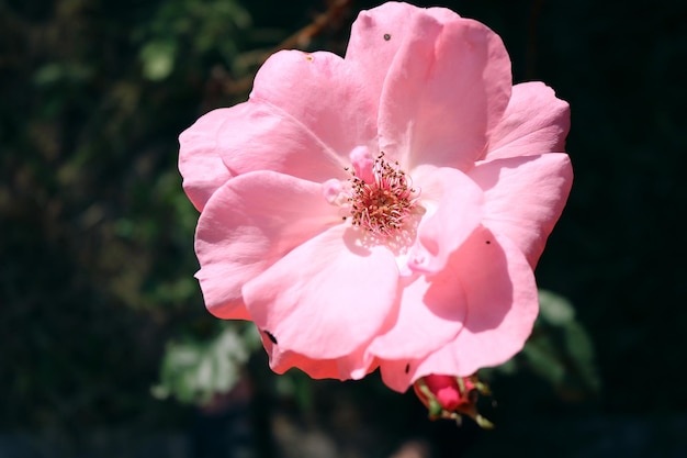 Foto lindo fundo floral com rosa desabrochando