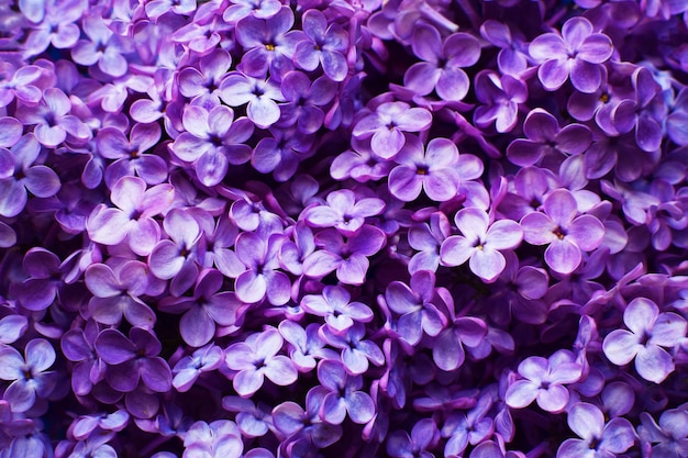 Lindo fundo roxo de flores lilás closeup Flores da primavera de lilás
