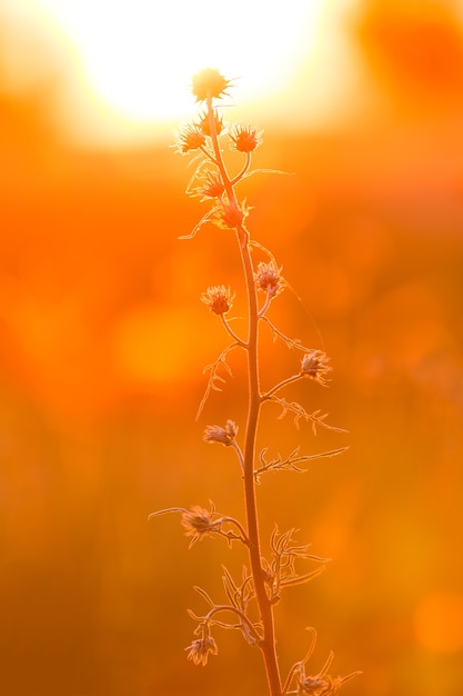 Lindo galho da planta à luz do pôr do sol