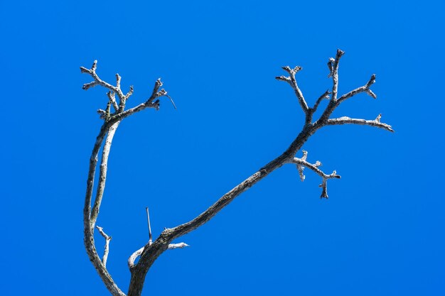Lindo galho seco de árvore isolado em fundo azul. Vara de madeira seca.