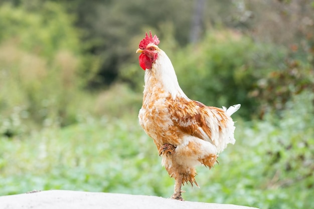 Lindo gallo cantando en la granja