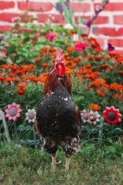 Lindo gallo cantando en la granja