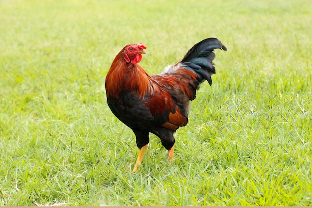 lindo gallo de color rojo, negro y verde parado sobre hierba verde